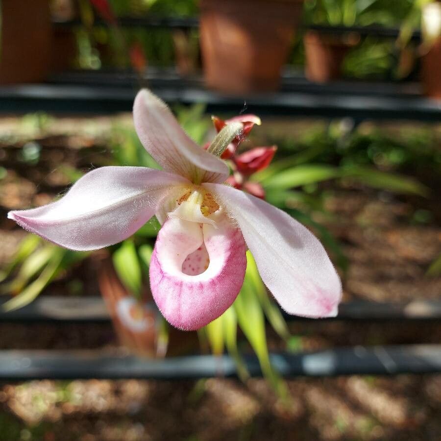 Lycaste virginalis flower