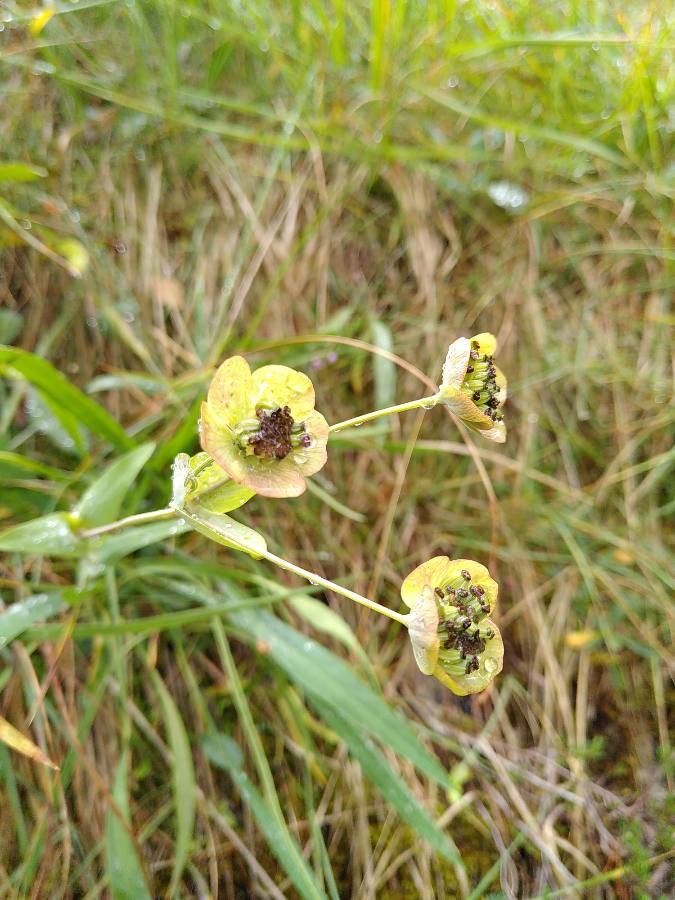 Bupleurum stellatum flower