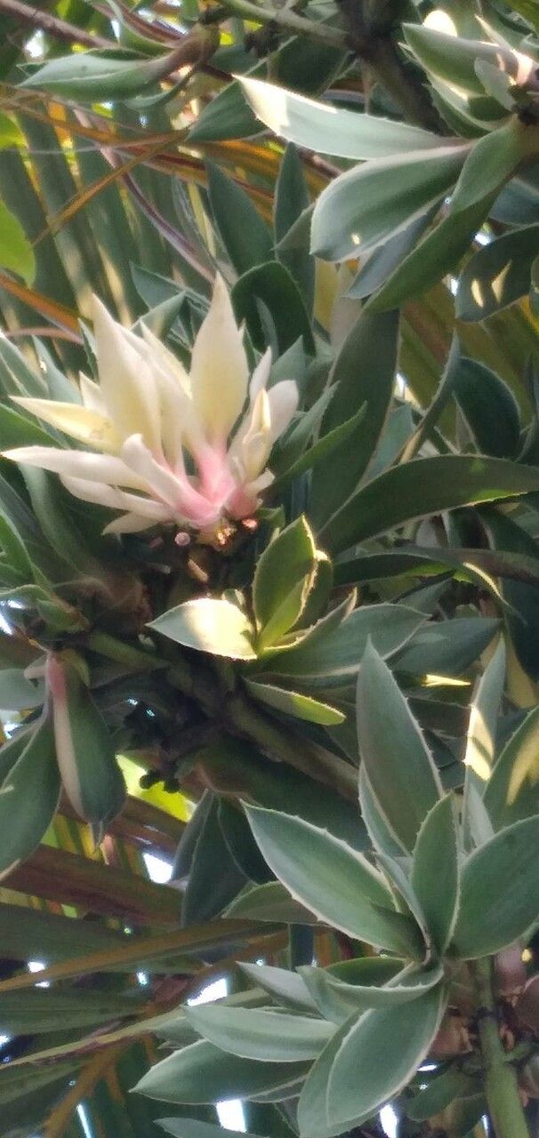 Agave vivipara flower
