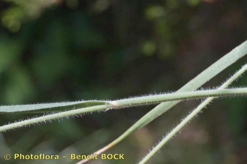 Koeleria hispanica other