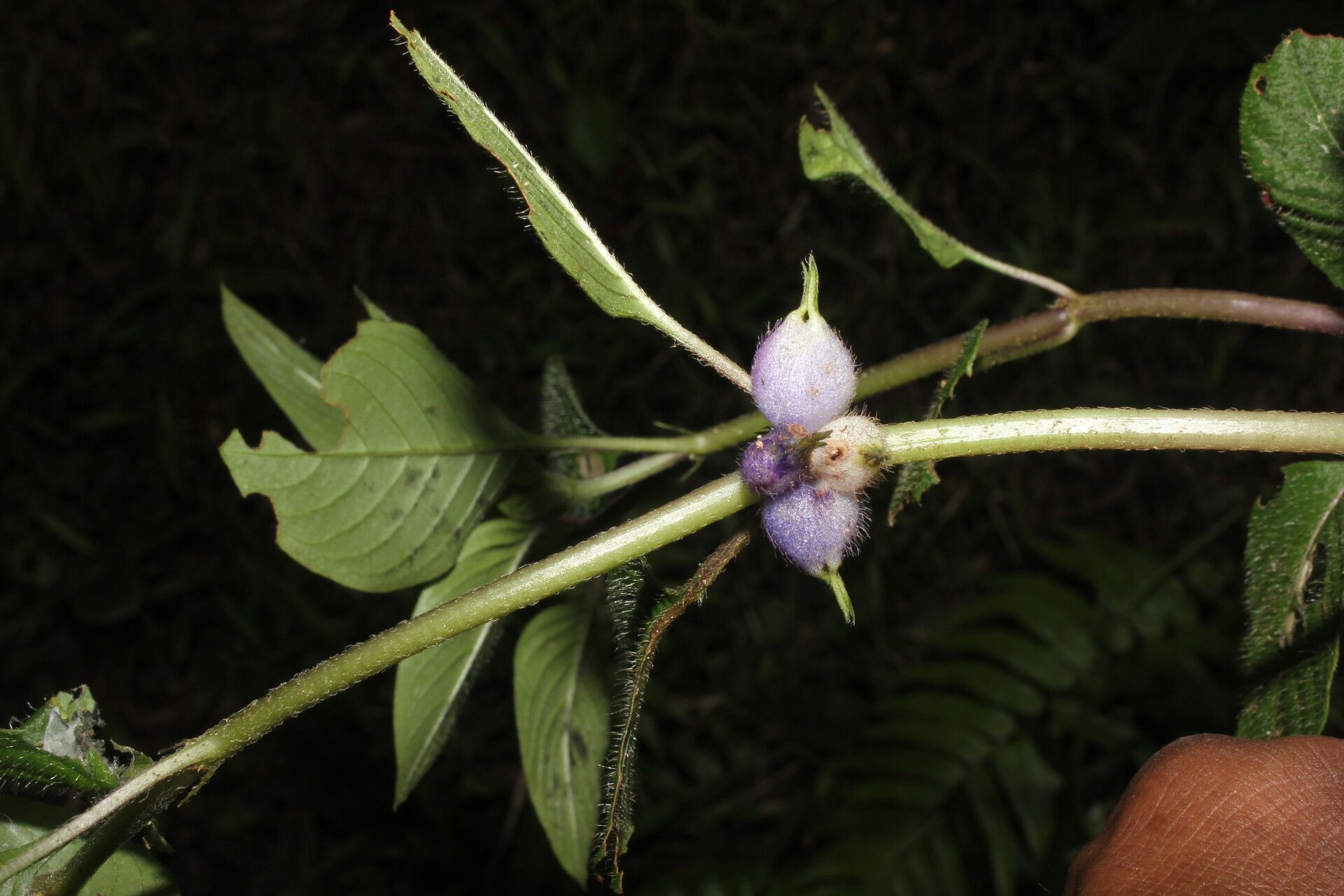 Coccocypselum herbaceum fruit
