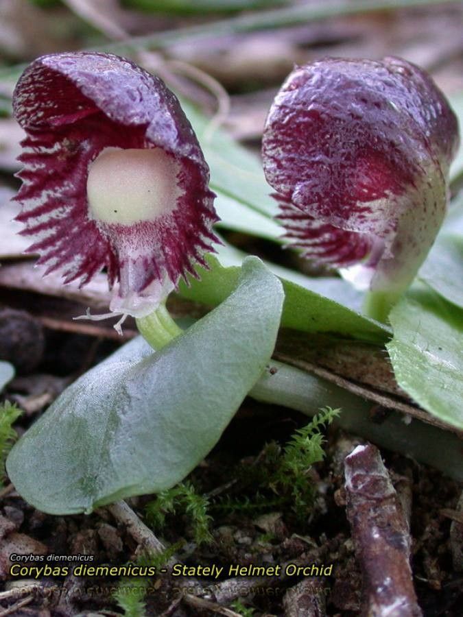 Corybas diemenicus flower