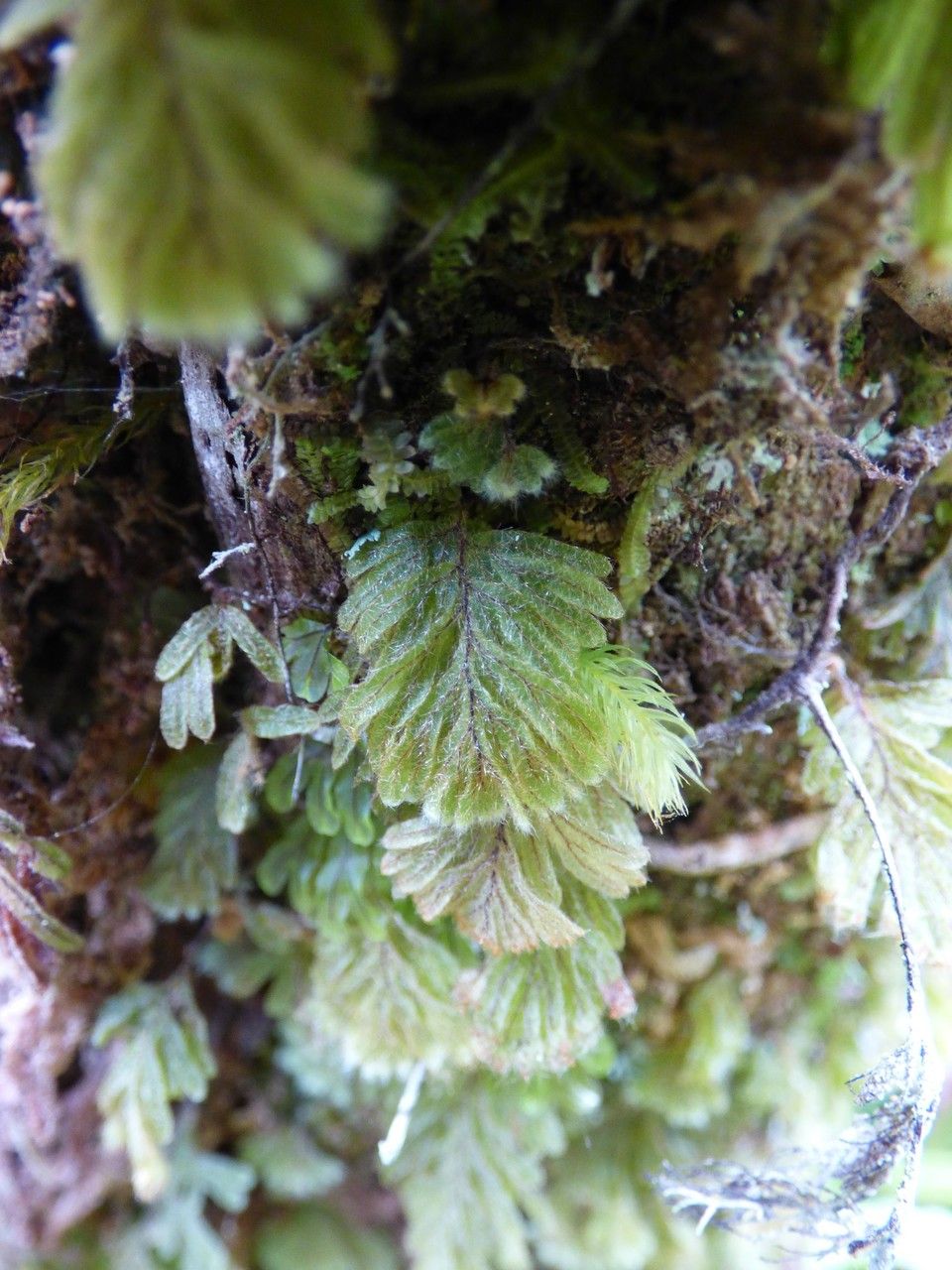 Hymenophyllum capillare — related species from the same genus