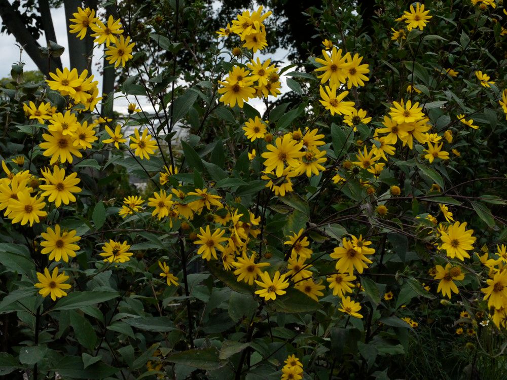 Helianthus strumosus habit