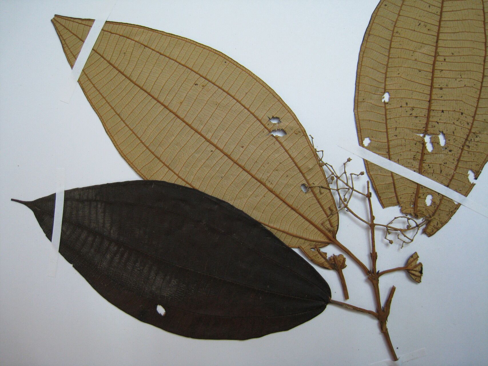 Miconia hypoleuca — houseplant care guide