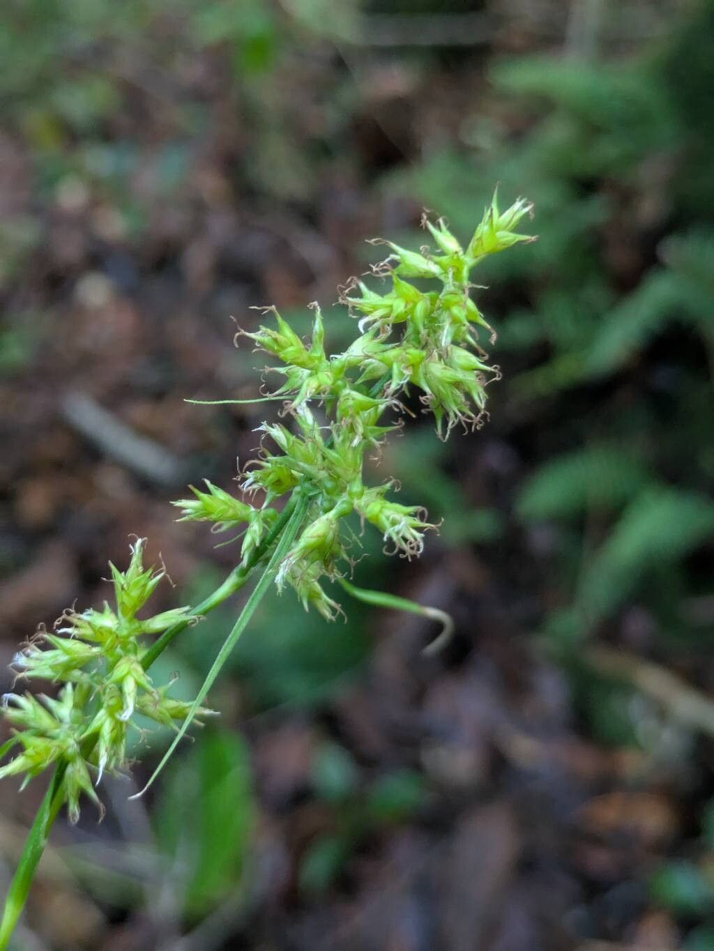 Carex polystachya flower
