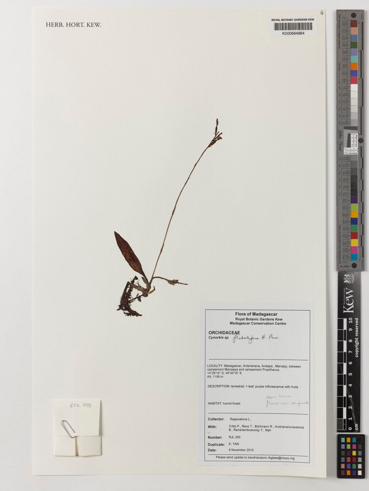 Cynorkis flabellifera — houseplant care guide