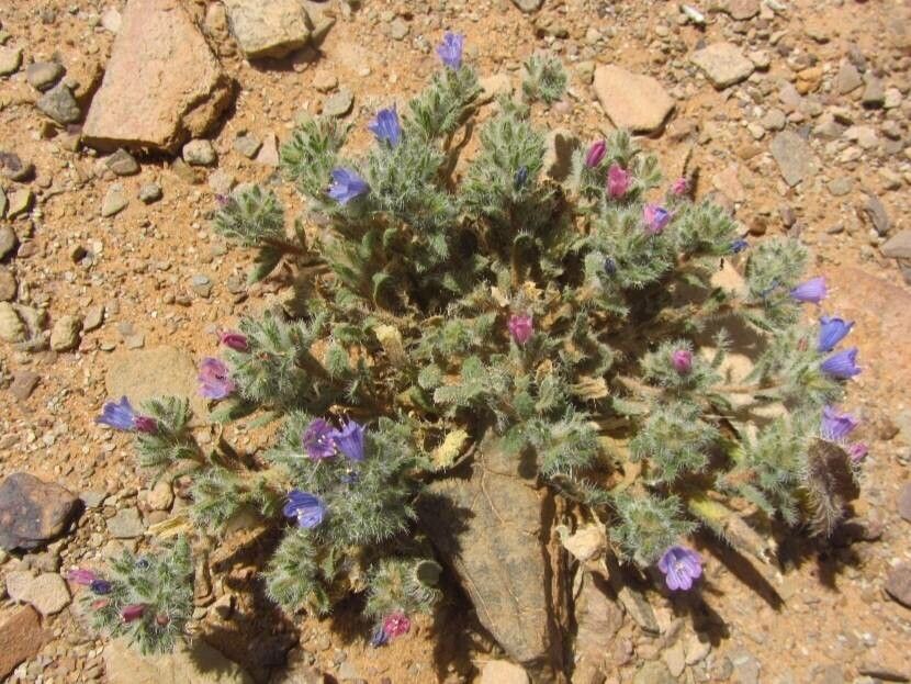 Echium trygorrhizum flower