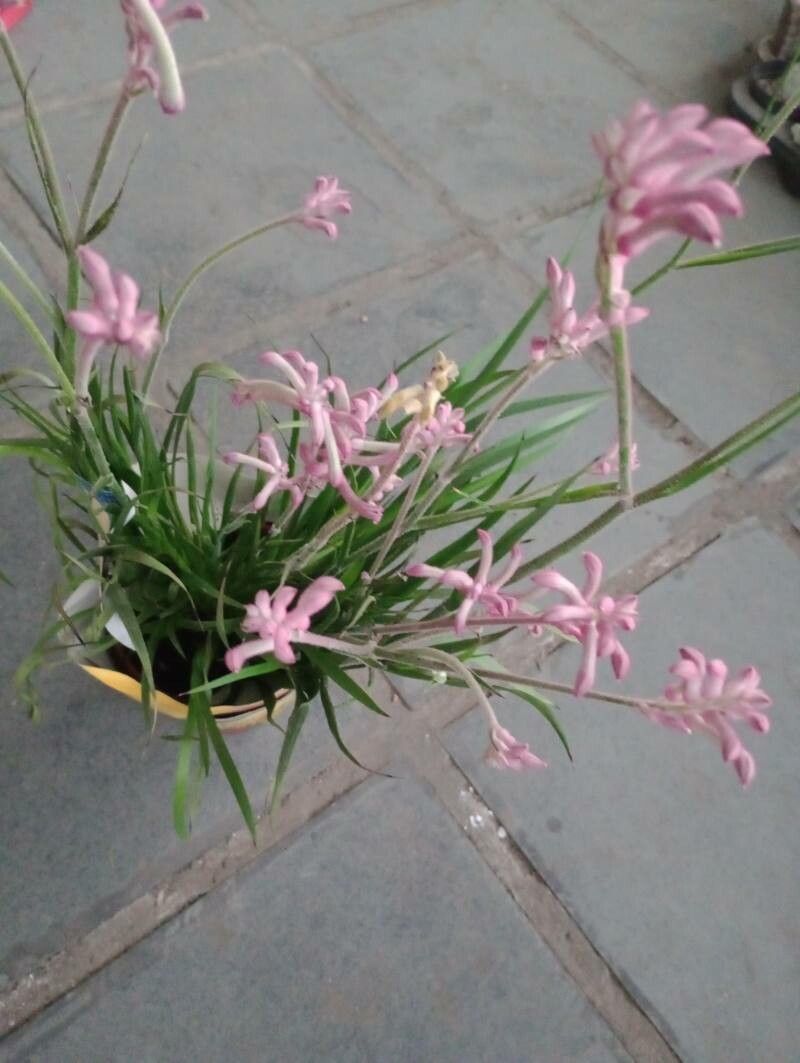 Anigozanthos pulcherrimus — related species from the same genus