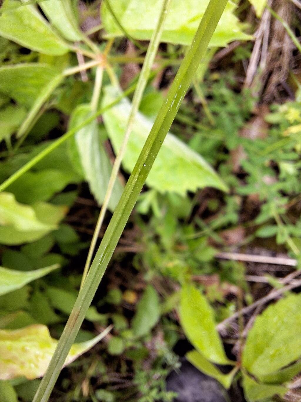 Carex tenera — search result for 'Carex'