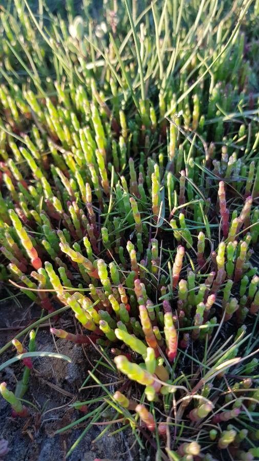 Sarcocornia quinqueflora flower