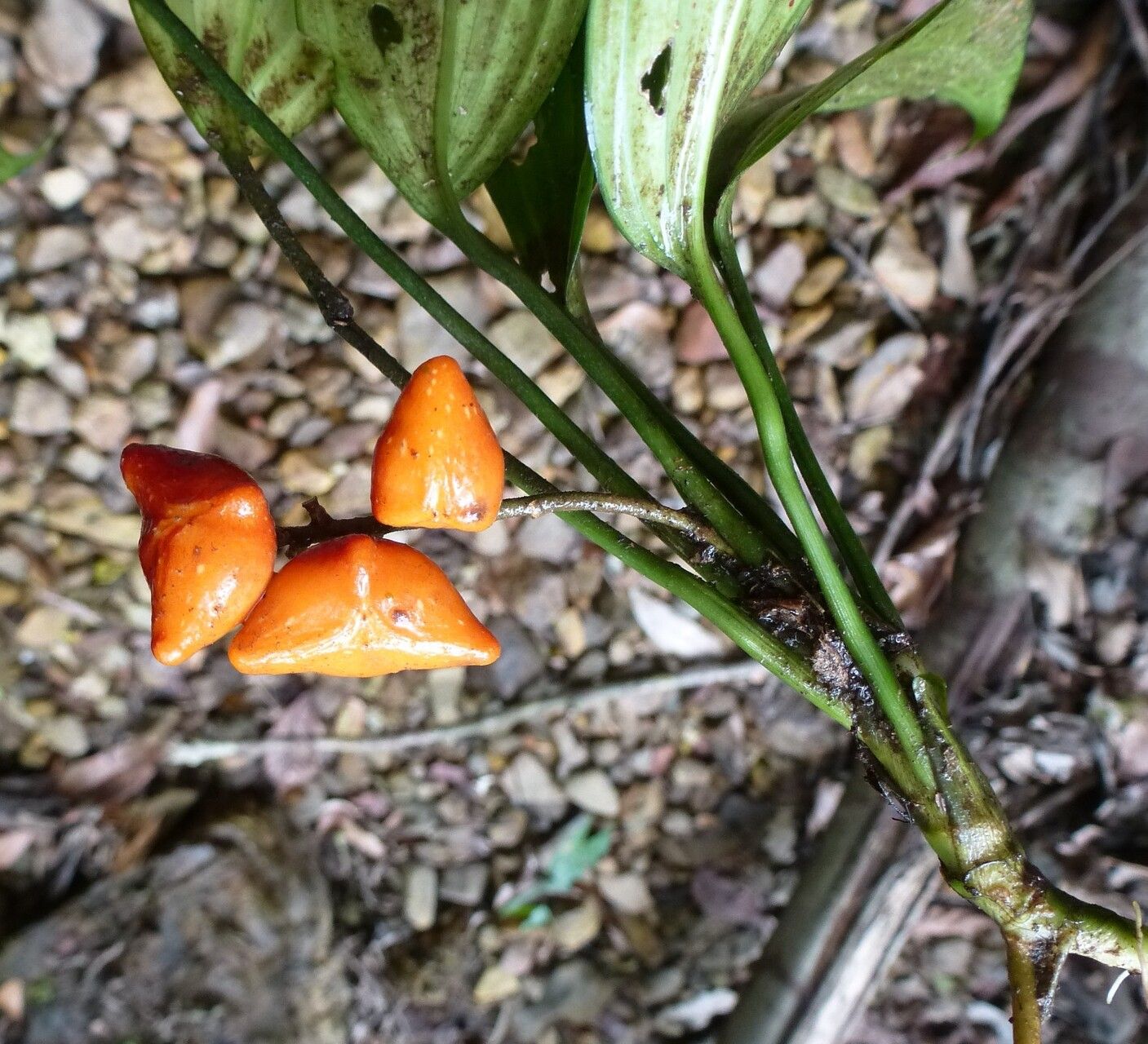 Dracaena praetermissa fruit