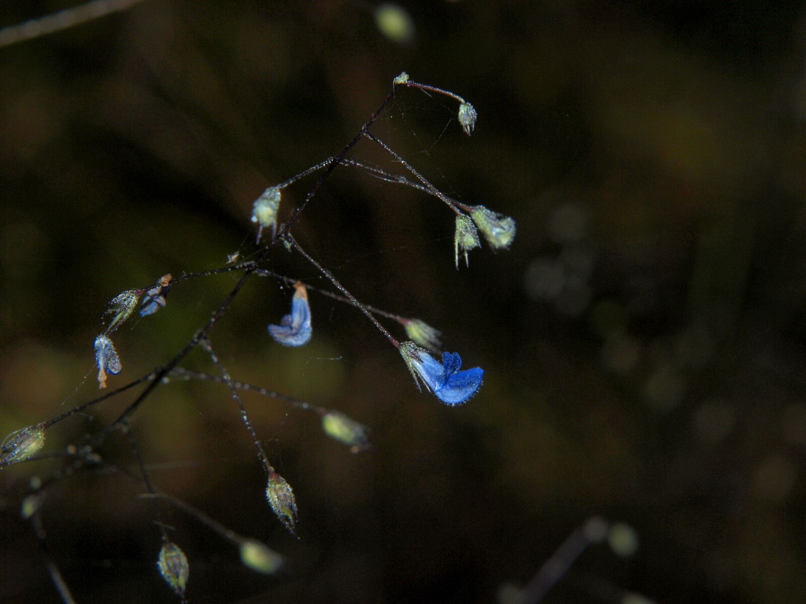 Coleus gracillimus flower