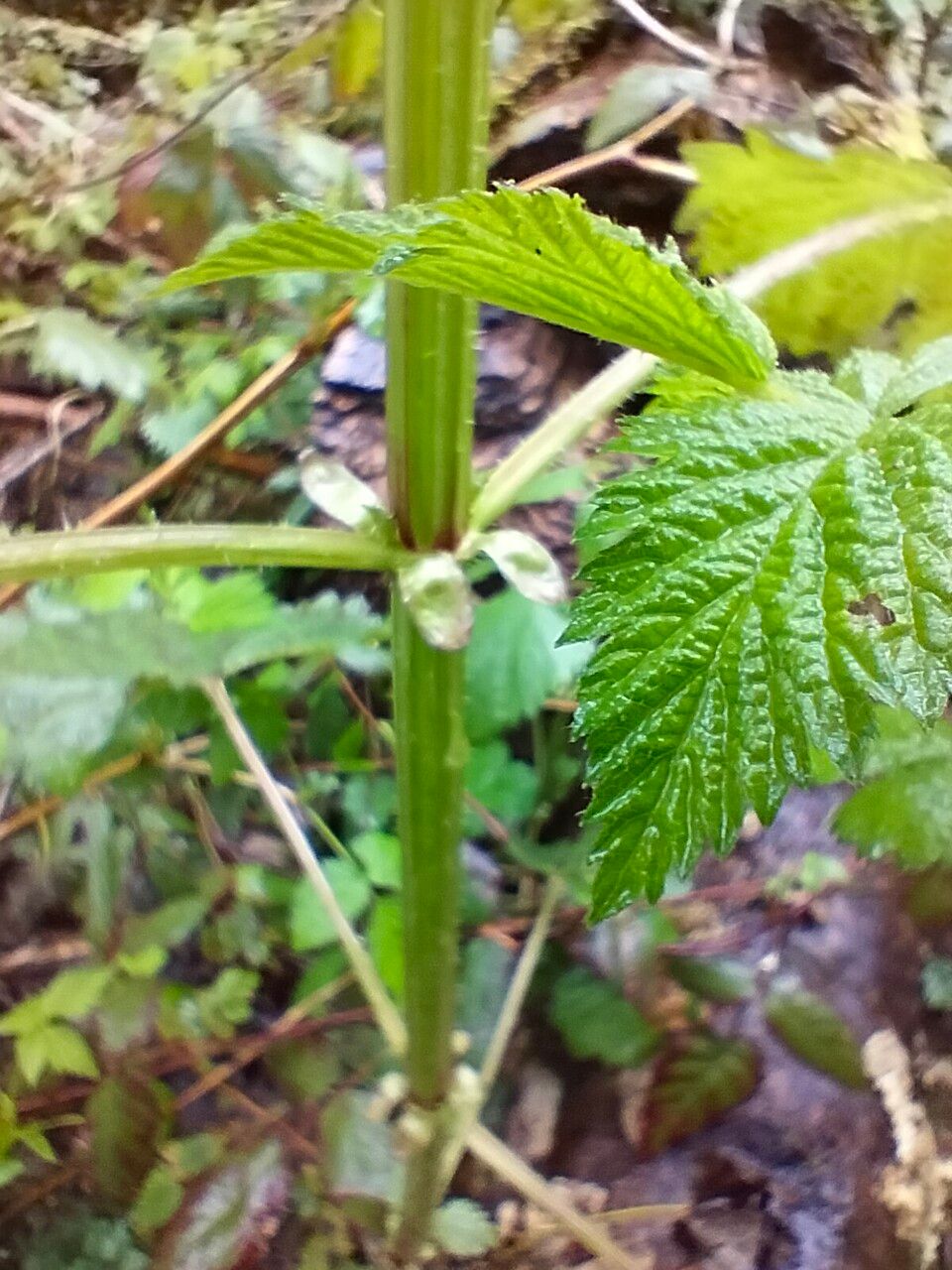 Stachys chamissonis flower