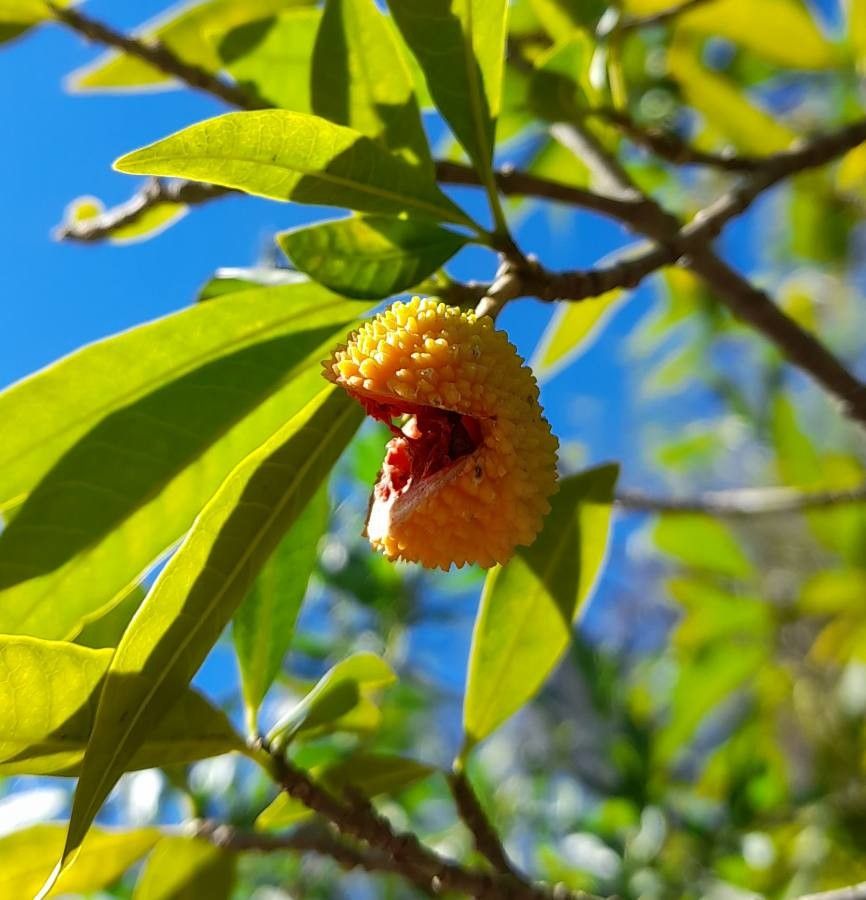 Tabernaemontana catharinensis fruit