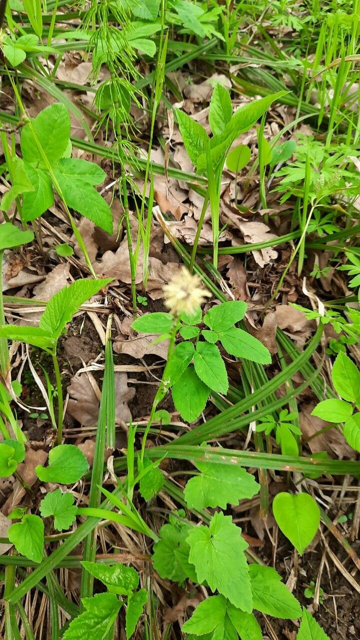 Carex pilosa flower