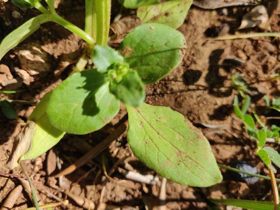 Fedia cornucopiae — related species from the same genus