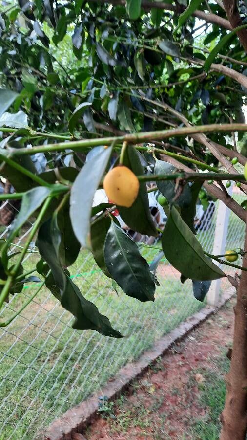 Garcinia cochinchinensis fruit