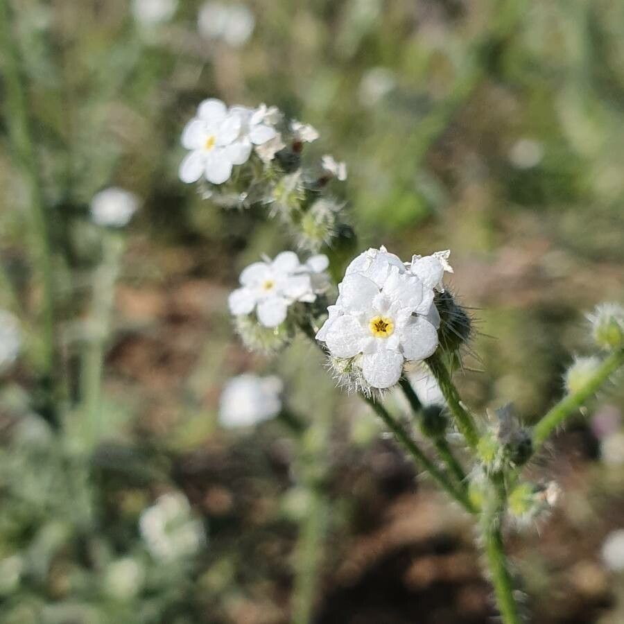 Cryptantha clevelandii flower
