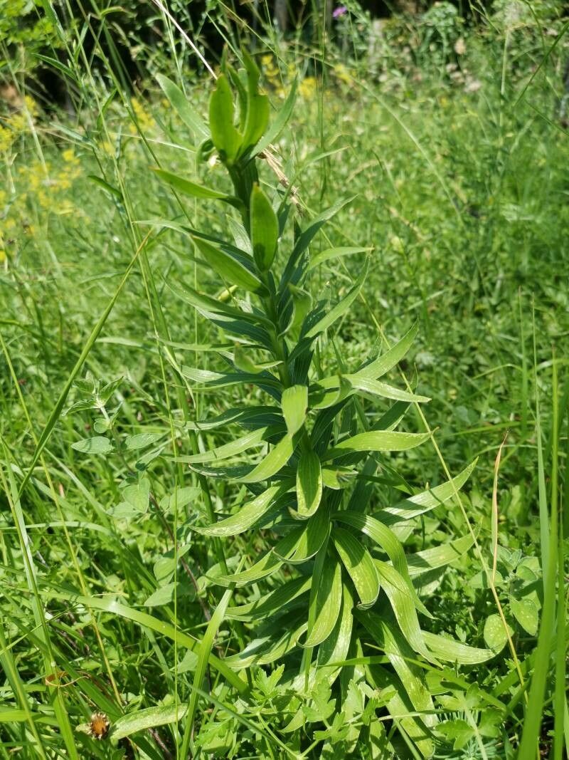 Lilium carniolicum — search result for 'Austria'