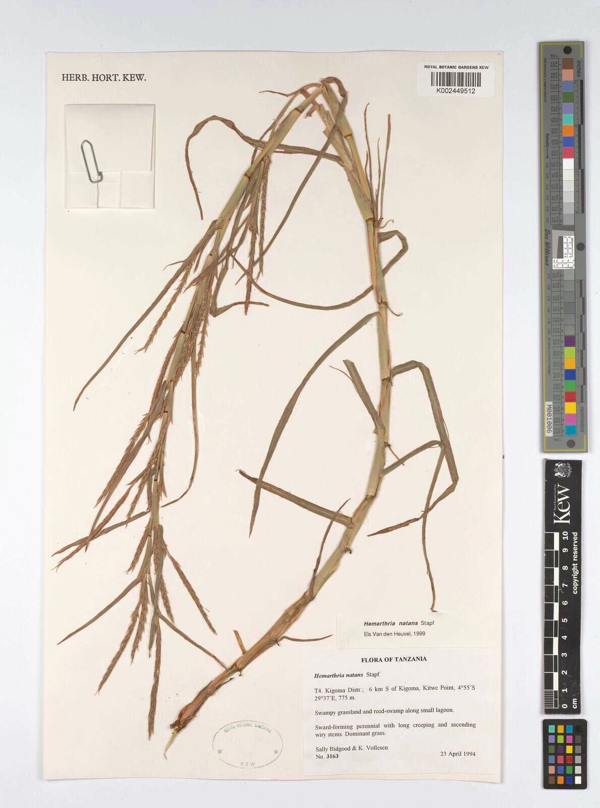 Hemarthria natans — related species from the same genus