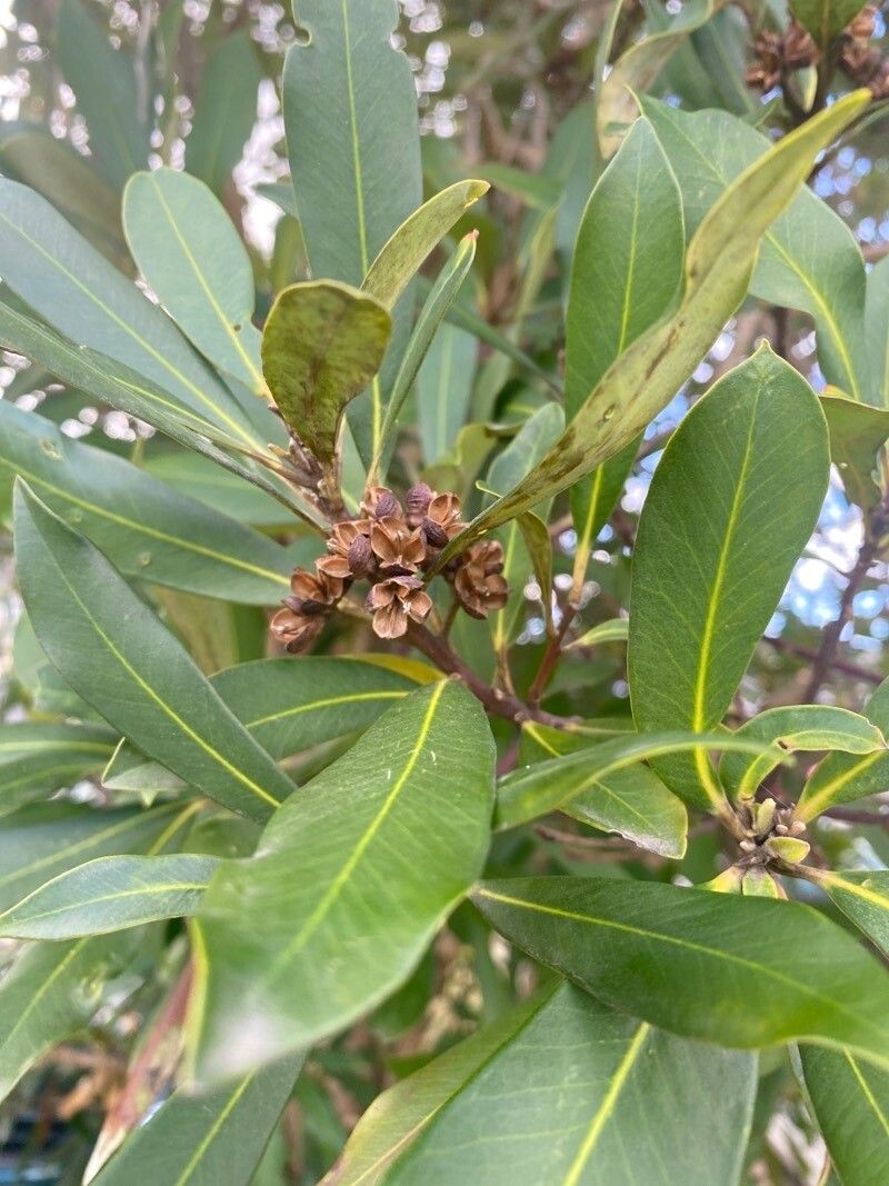 Tristaniopsis laurina fruit