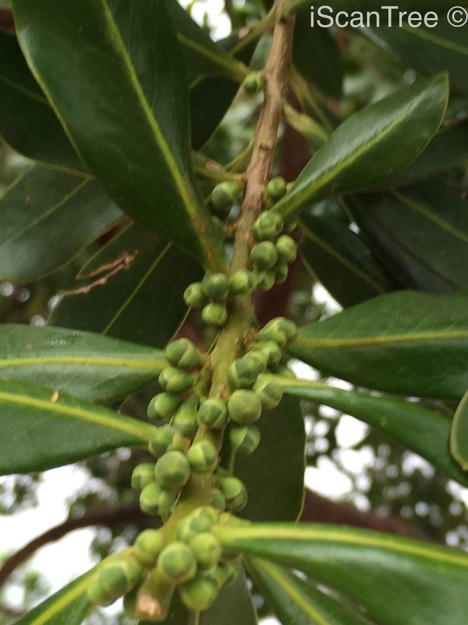 Warburgia salutaris fruit