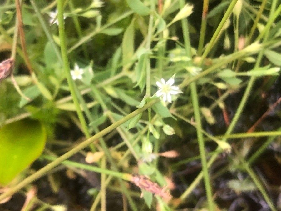 Stellaria alsine flower