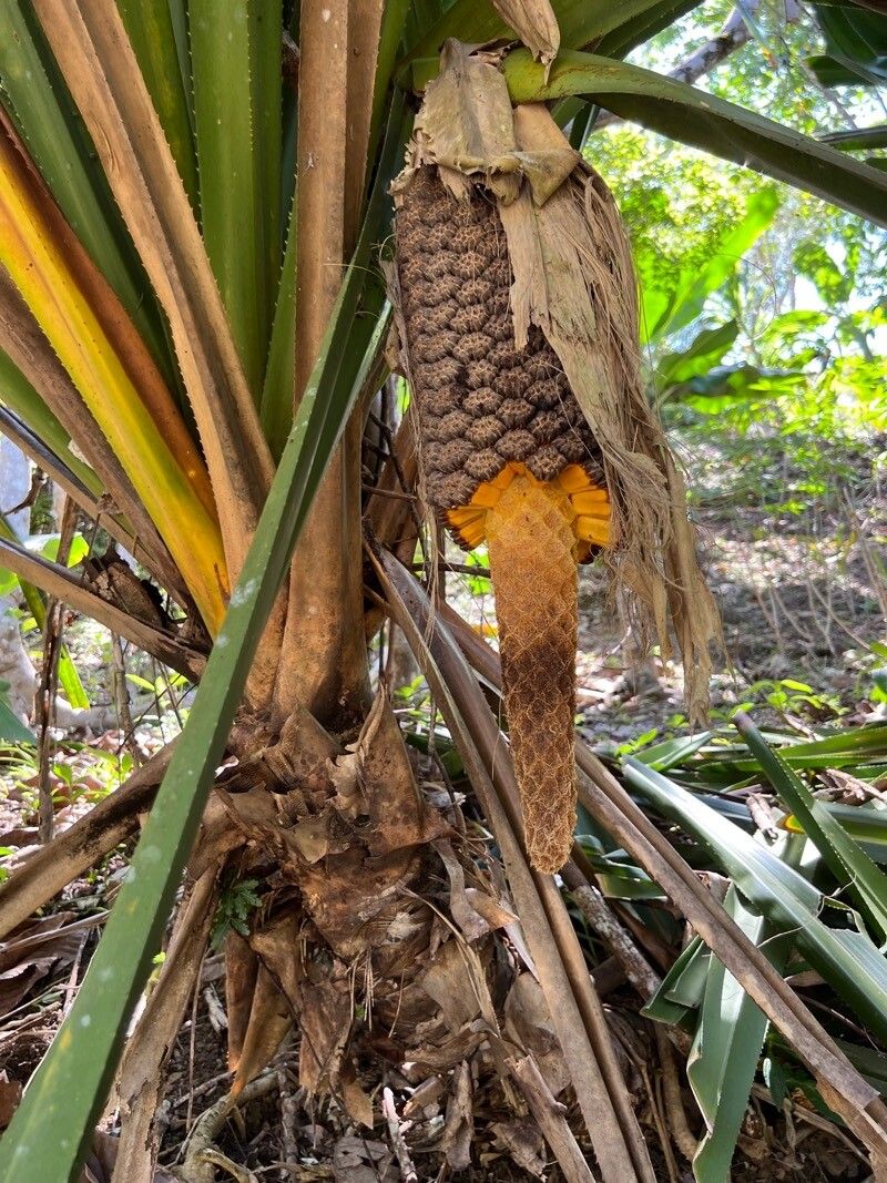 Pandanus macrocarpus fruit