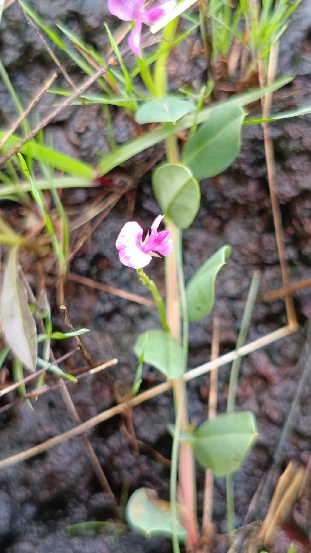 Indigofera dalzelliana flower