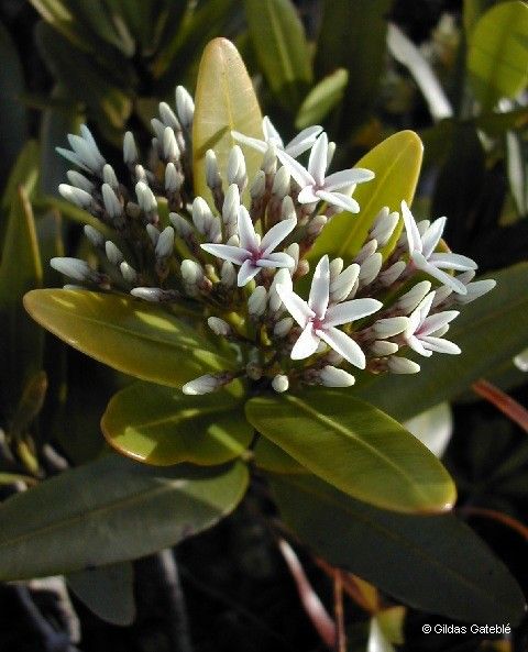 Alstonia odontophora flower