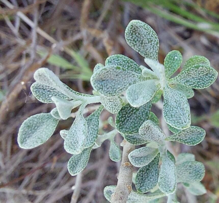 Odontarrhena corsica — related species from the same genus
