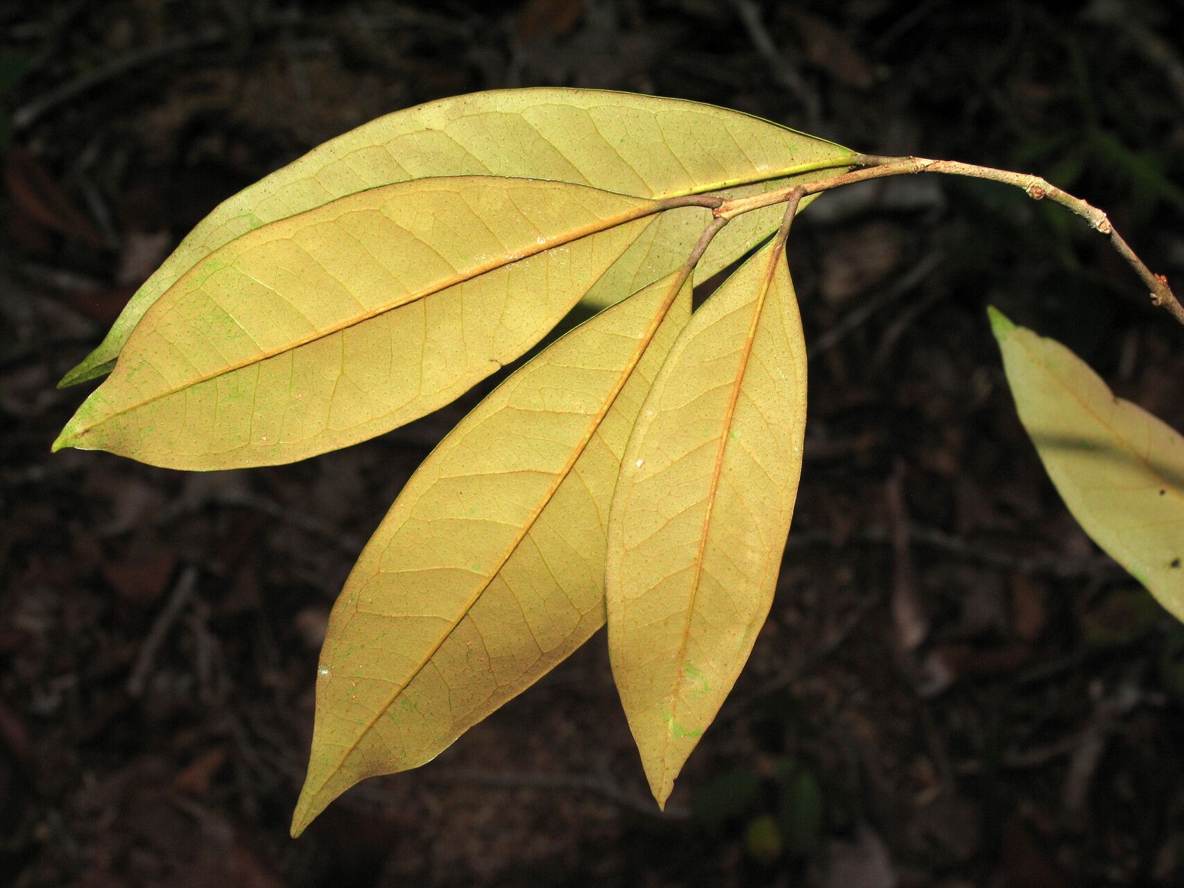 Eugenia ramiflora — houseplant care guide