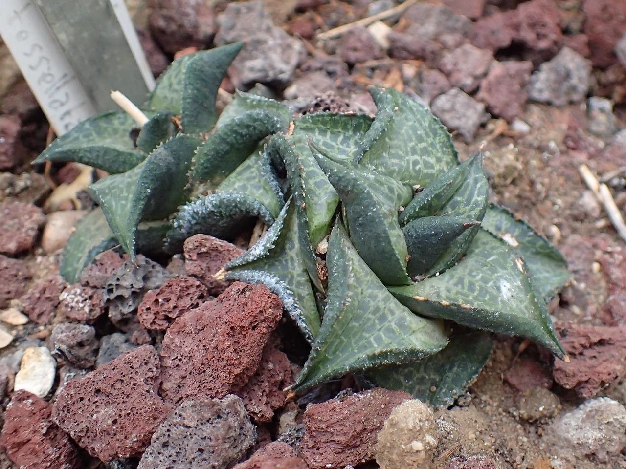 Haworthia venosa habit