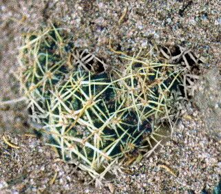 Lobivia pugionacantha leaf