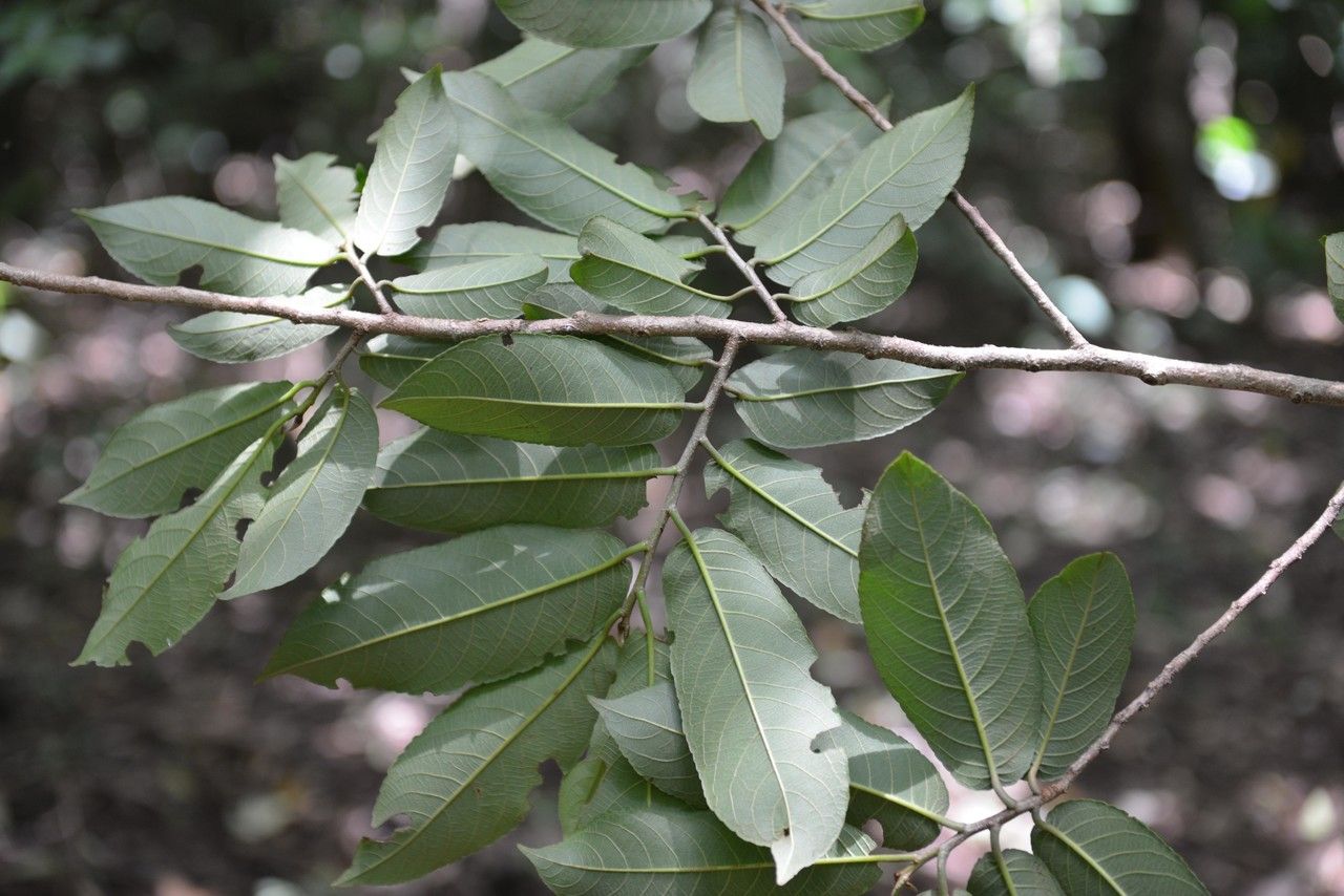 Zuelania guidonia other