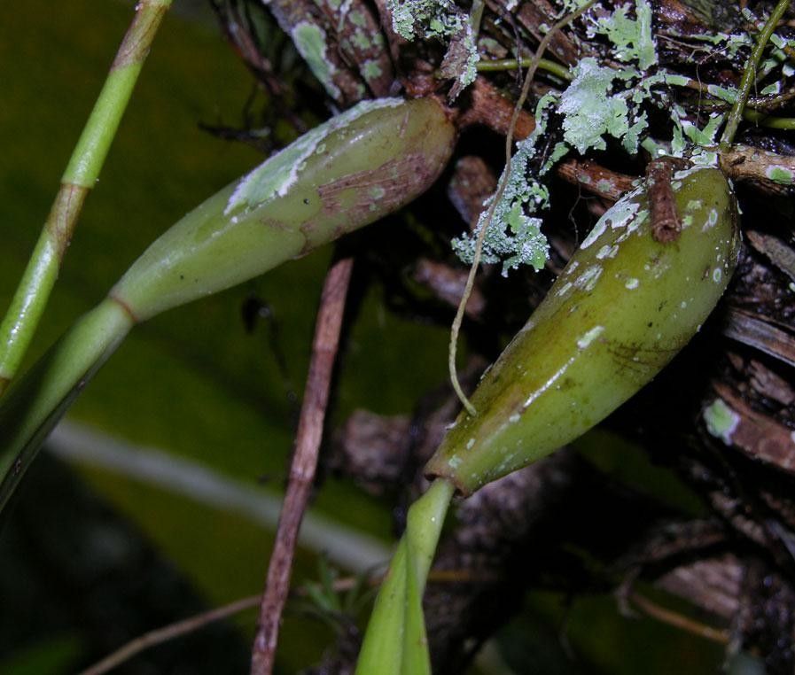 Bulbophyllum pinelianum fruit