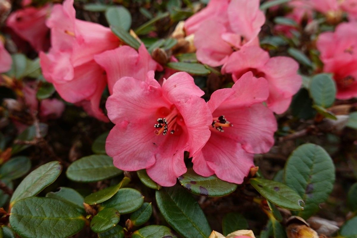 Rhododendron chamaethomsonii — houseplant care guide