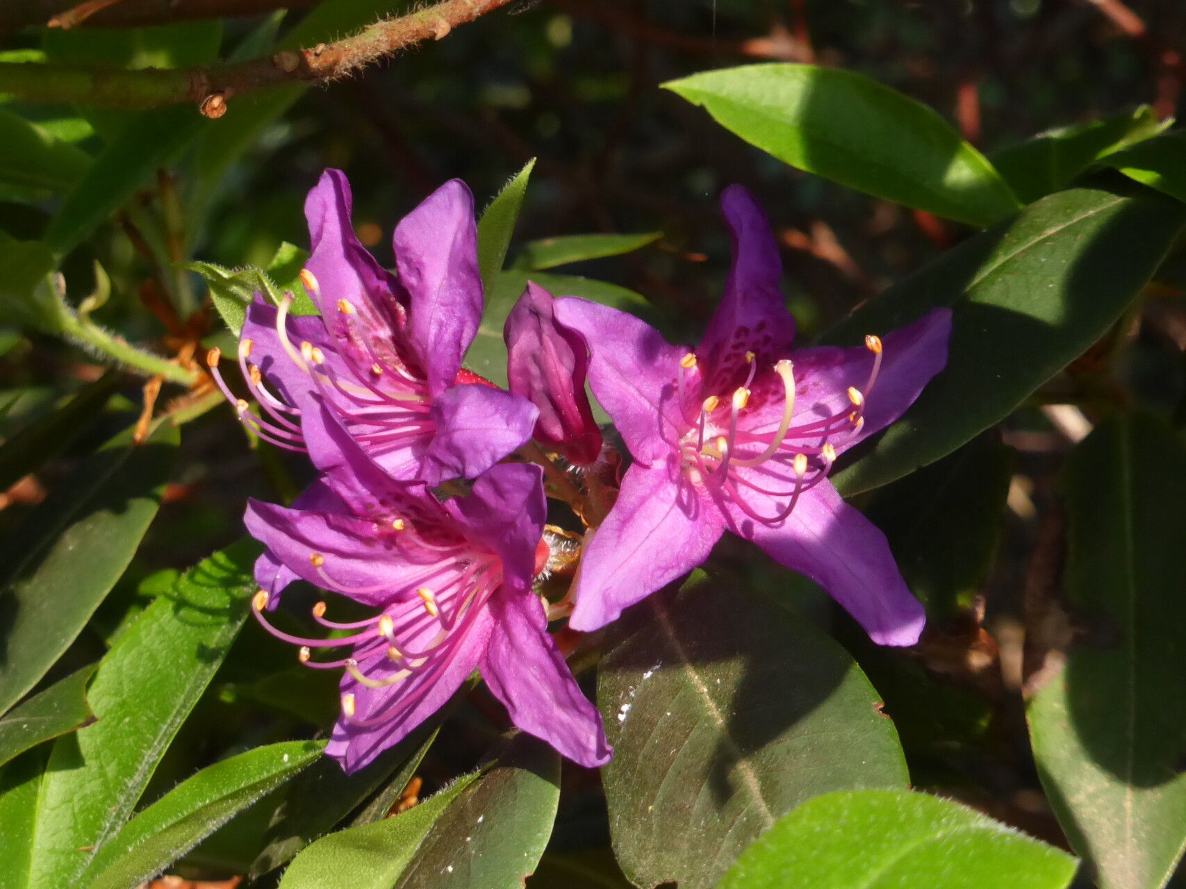 Rhododendron trichanthum flower