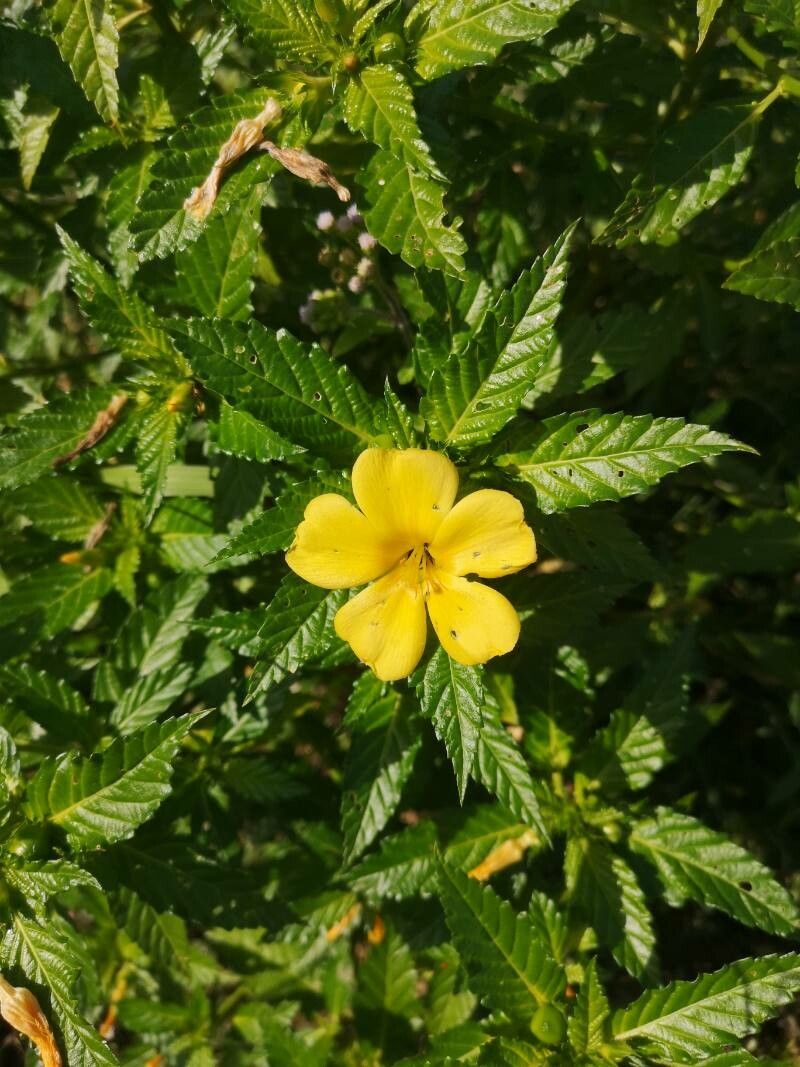 Turnera angustifolia flower