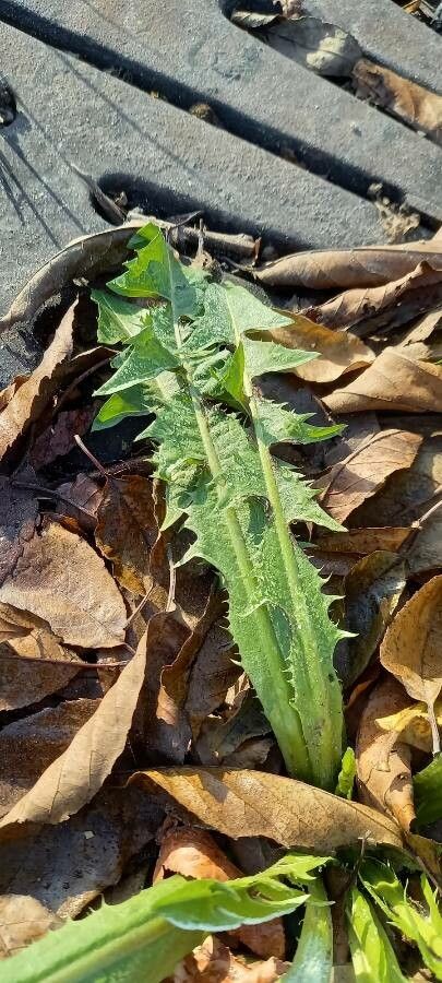 Urospermum picroides — related species from the same genus