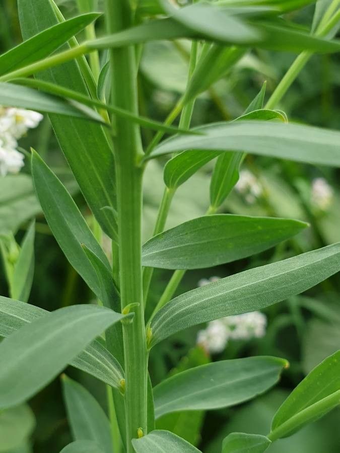 Linum usitatissimum leaf