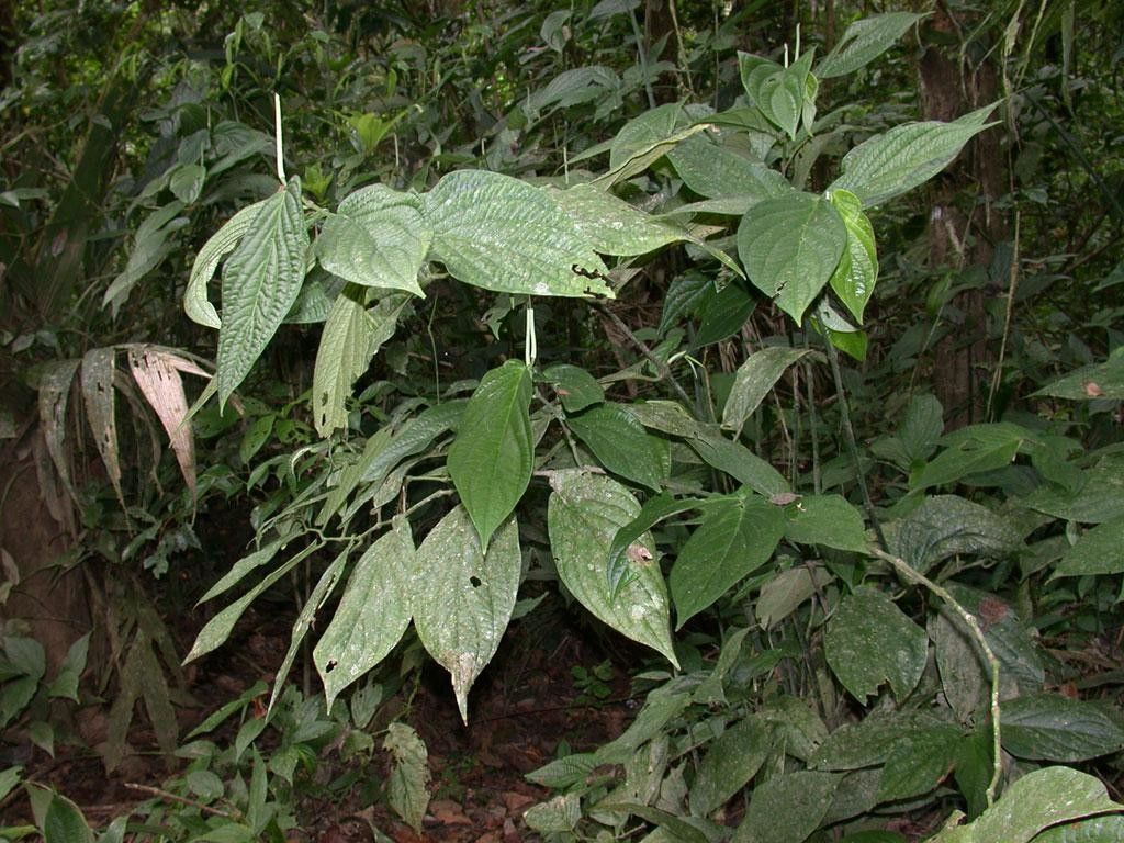 Piper sinuatifolium habit