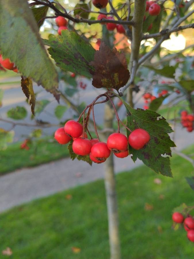 Crataegus viridis fruit