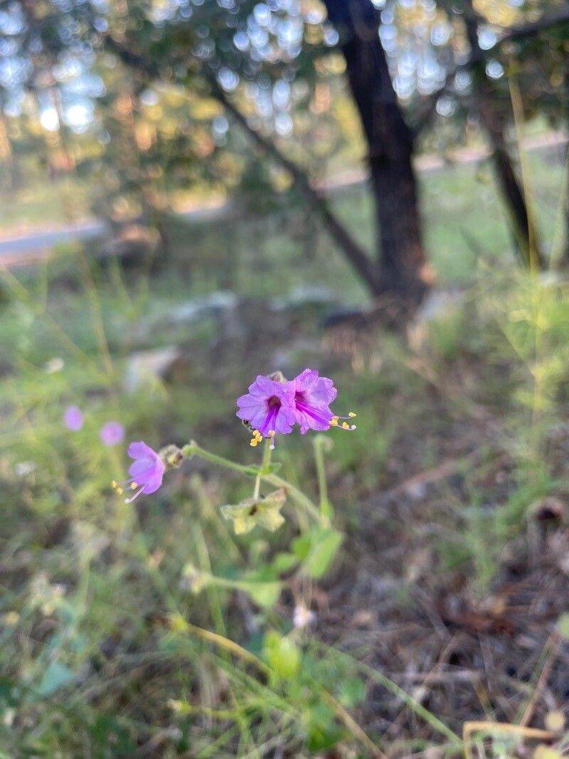 Mirabilis melanotricha — search result for 'Mirabilis'