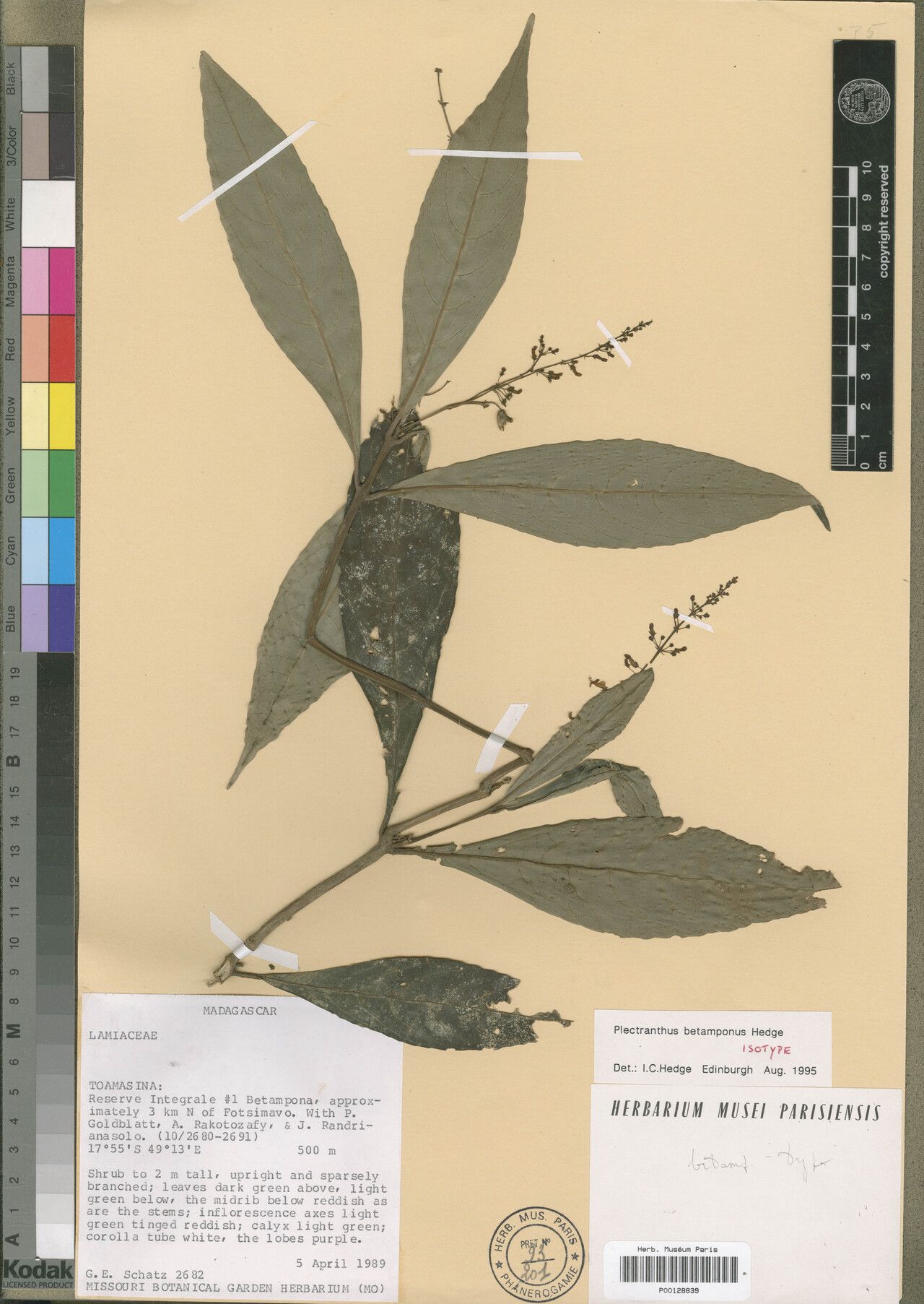 Plectranthus betamponus — search result for 'Plectranthus'