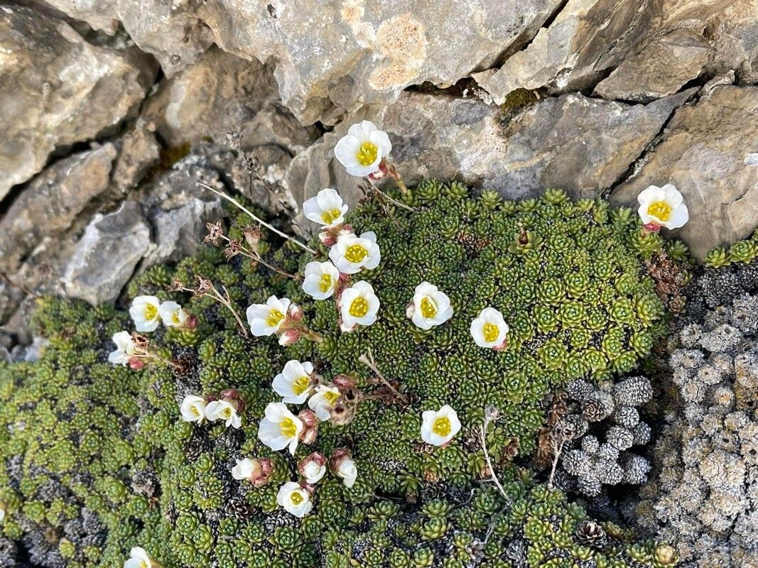 Saxifraga marginata flower