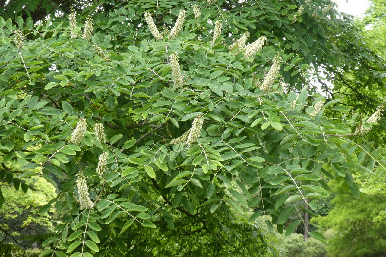 Maackia amurensis flower