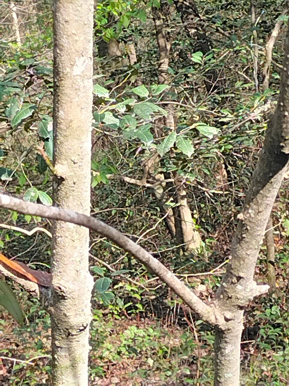 Symplocos tinctoria bark