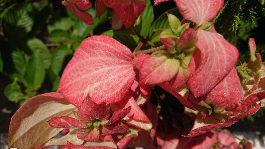 Mussaenda philippica flower